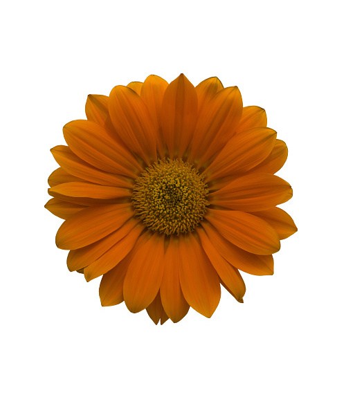 236.220 Enorma orange2
